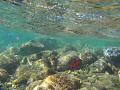   wave Oscar snapper light play sea urchins even small sergeant major background. Hawaii did disappoint background  